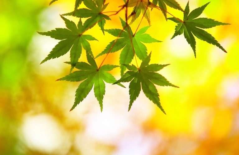 千葉市で訪問介護ヘルパー募集！未経験者大歓迎！